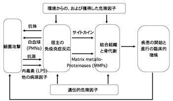 歯周病細菌が身体に影響する仕組み